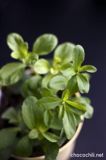 stevia stevia